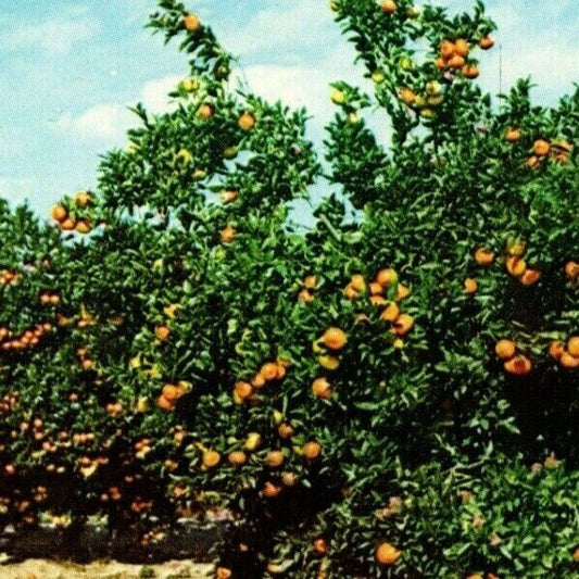 c1971 Vintage Fruit Postcard "Orange Trees - Loaded and Ready to be Picked" VGC