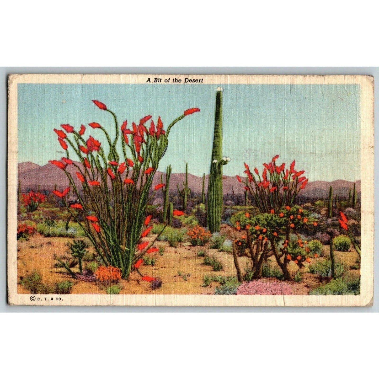 c1949 "A Bit of the Desert" Cactus - Vintage Linen Postcard