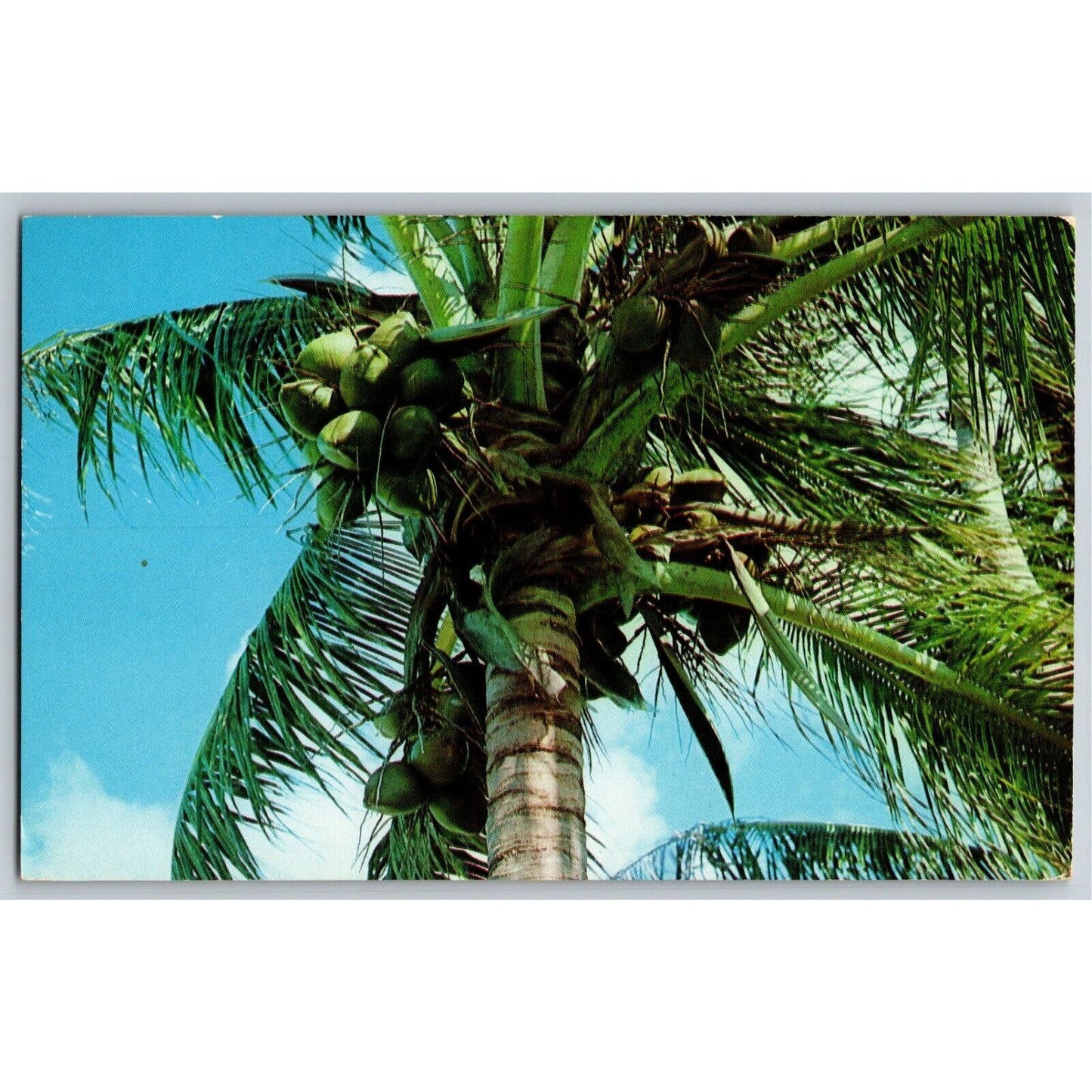 c1960 Vintage Fruit Postcard Coconuts Growing on Palm - Florida