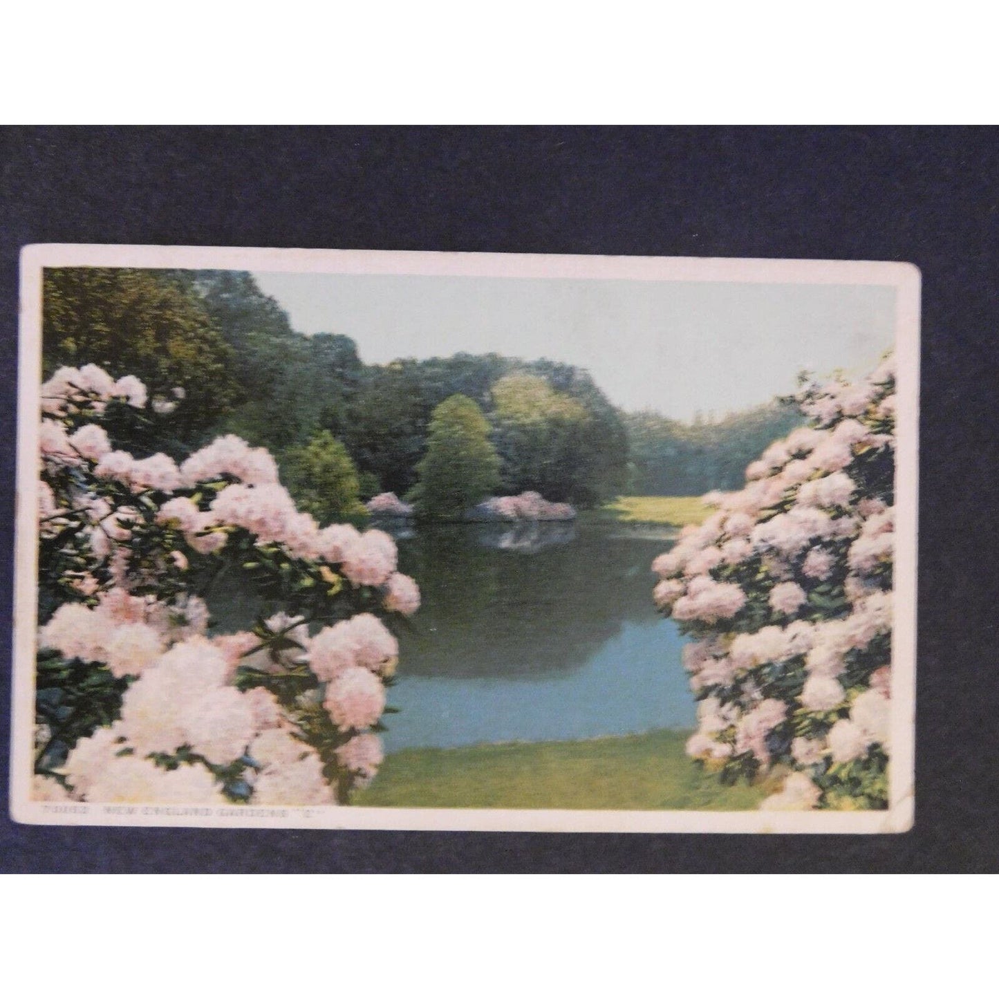 Vintage Postcard - Untitled - Chrysanthemums Near Still Pond Scene