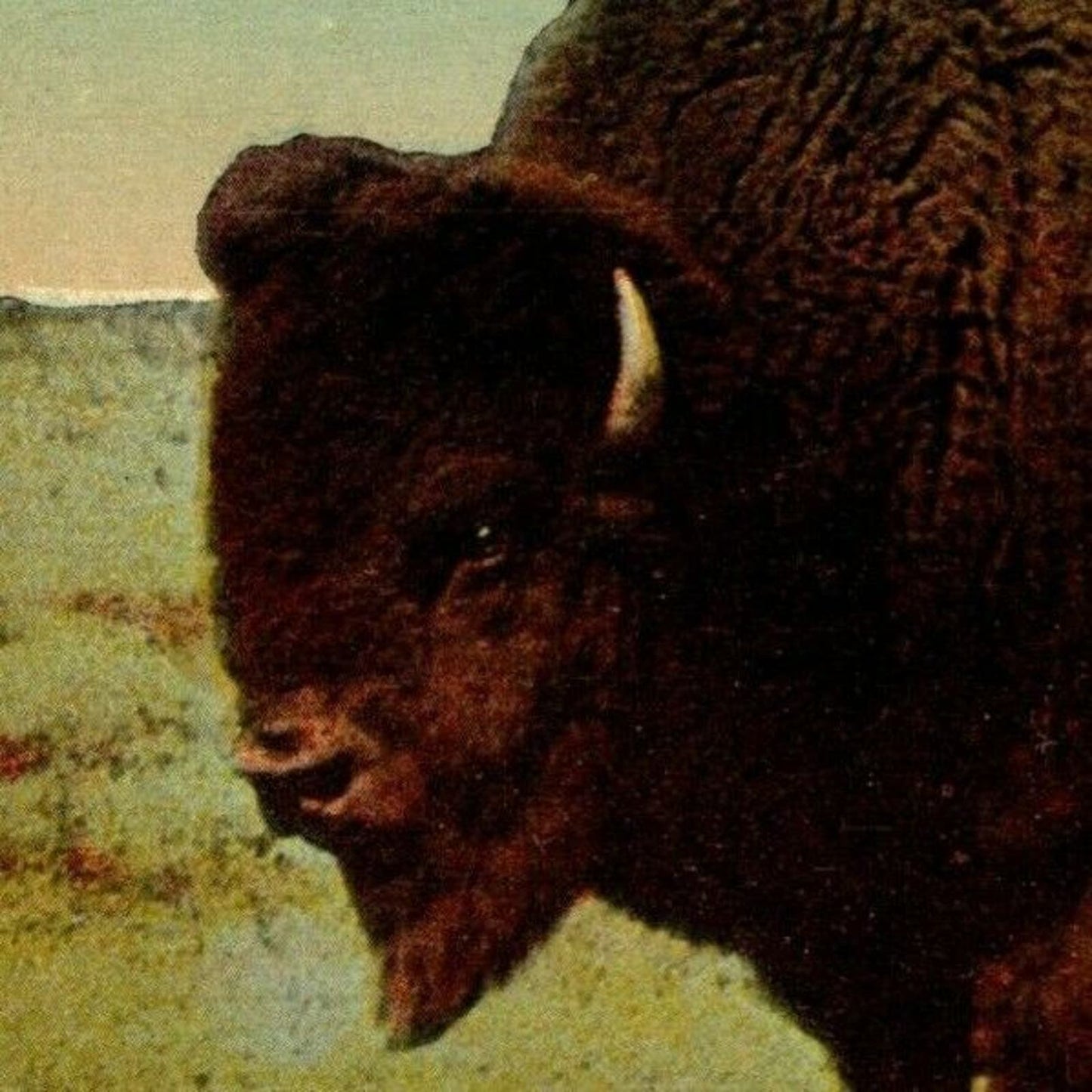 c 1907-1915 Buffalo. Buffalo, NY NP Vintage Postcard