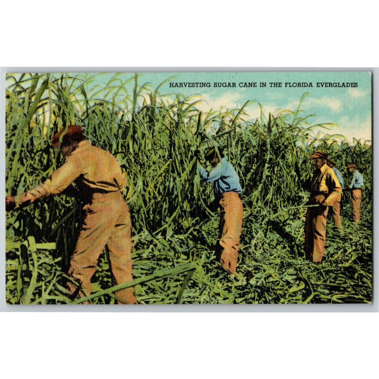 c1940's Vintage Linen Fruit Postcard Florida Everglades Harvesting Sugar Cane