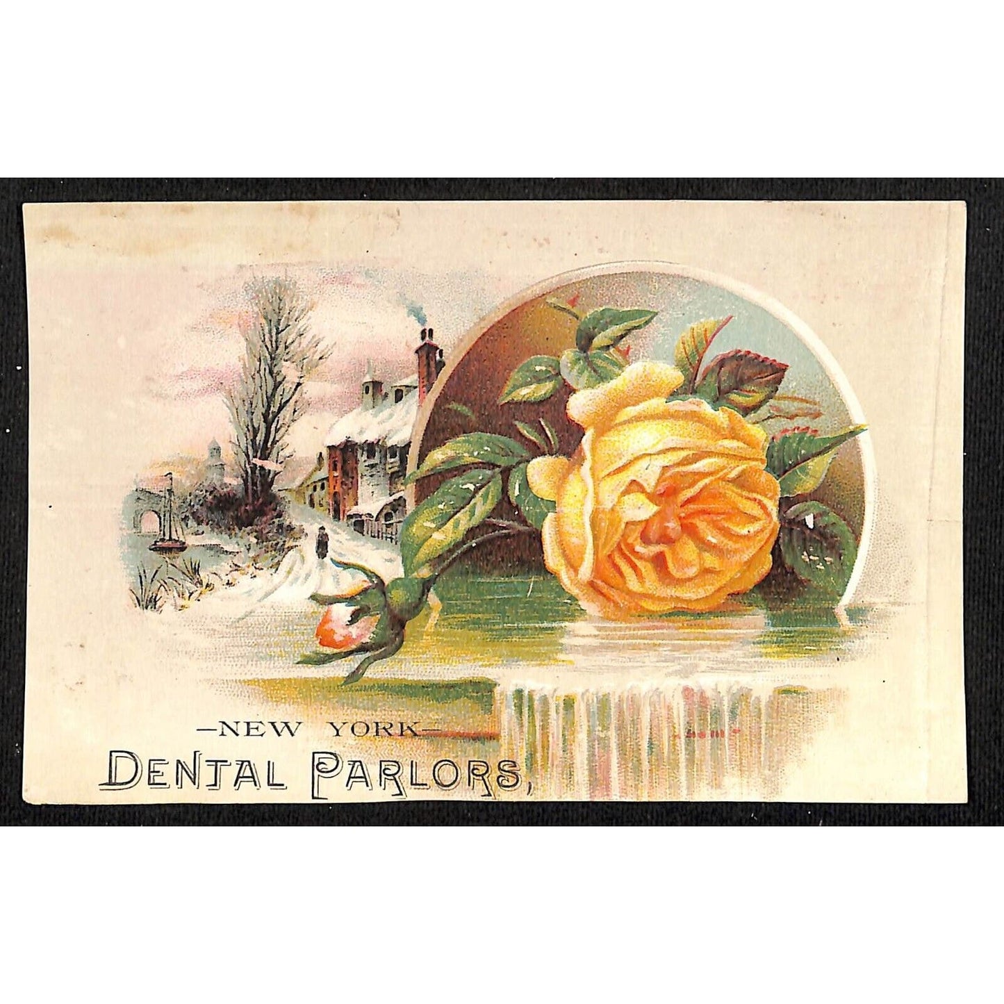 New York Dental Parlors Louisville KY Victorian Trade Card Home Winter Rose