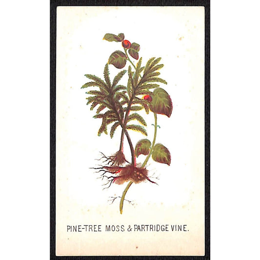 Brooklyn Lockwood New Academy Victorian Merit Card Signed 1873 Partridge Vine