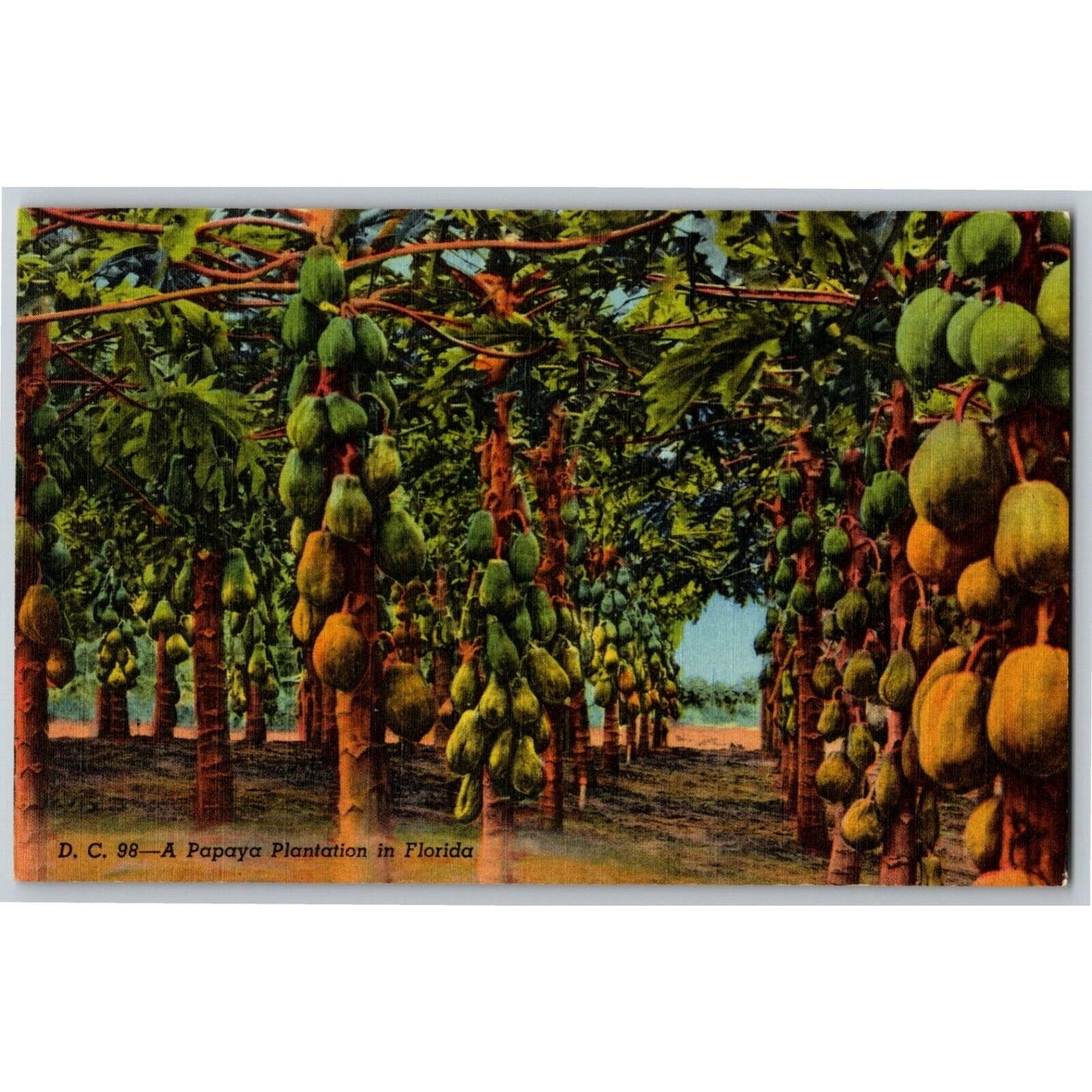 c1940's Vintage Linen Fruit Postcard Florida - "A Papaya Plantation" VGC