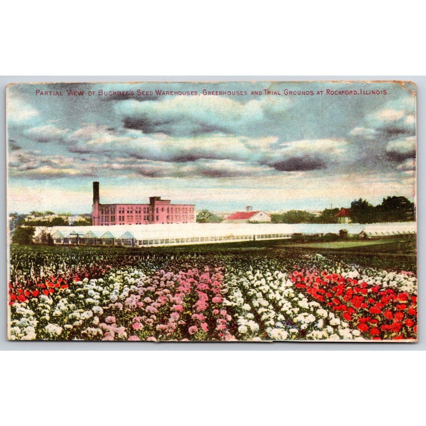 Buckbee's Seed Warehouses Greenhouses Rockford Advertising Trade Card c1912