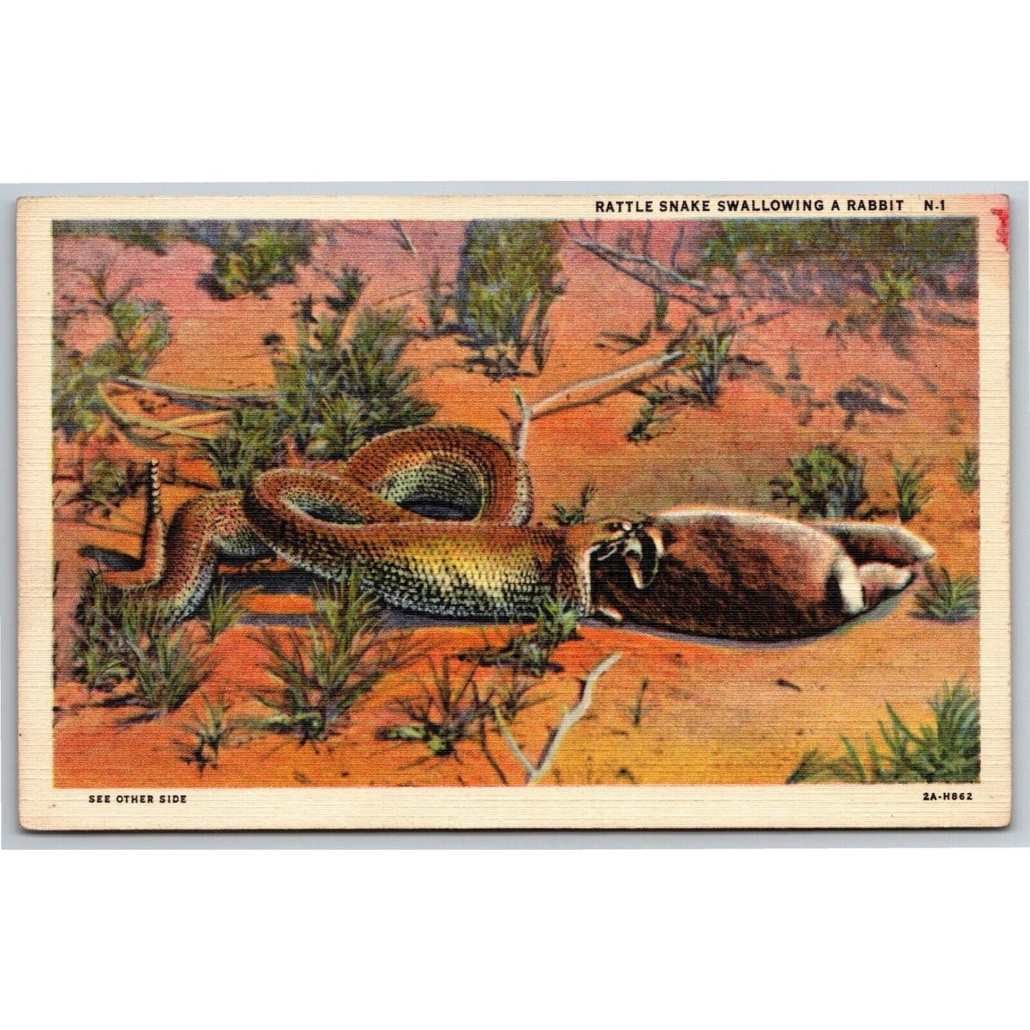 Vintage Linen Postcard Snake Swallowing a Rabbit Desert Scene - Unposted