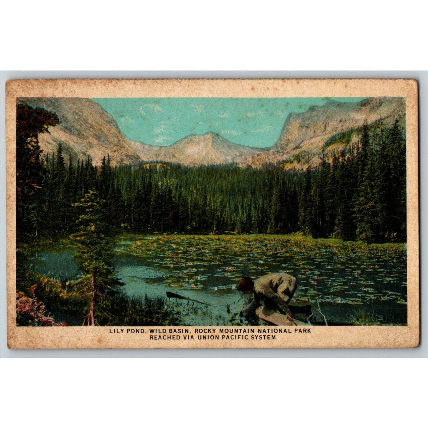 c1915-25 "Lily Pond, Wild Basin" Union Pacific System Unposted Vintage Postcard