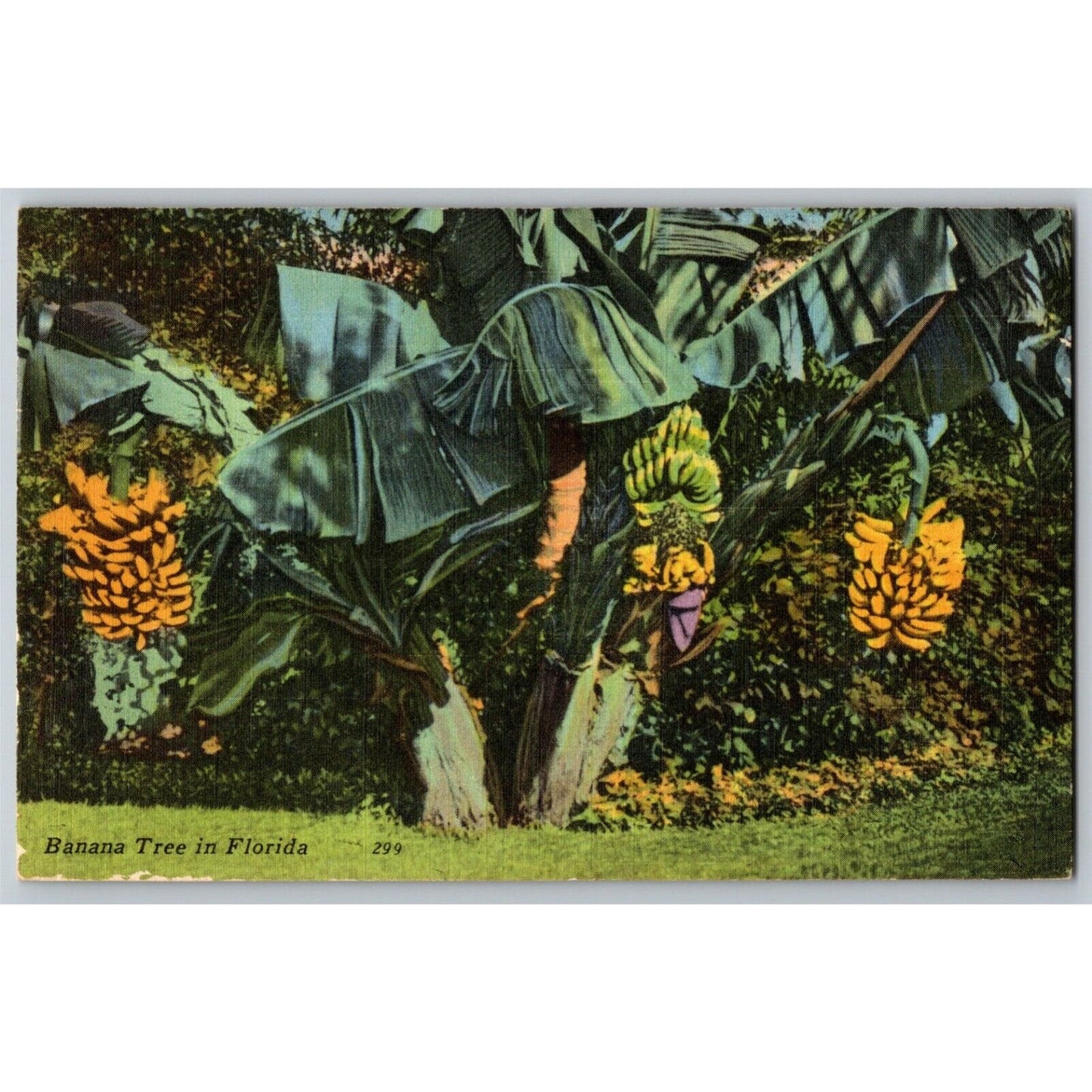 c1940's Vintage Linen Fruit Postcard Florida "Banana Tree in Florida" VGC