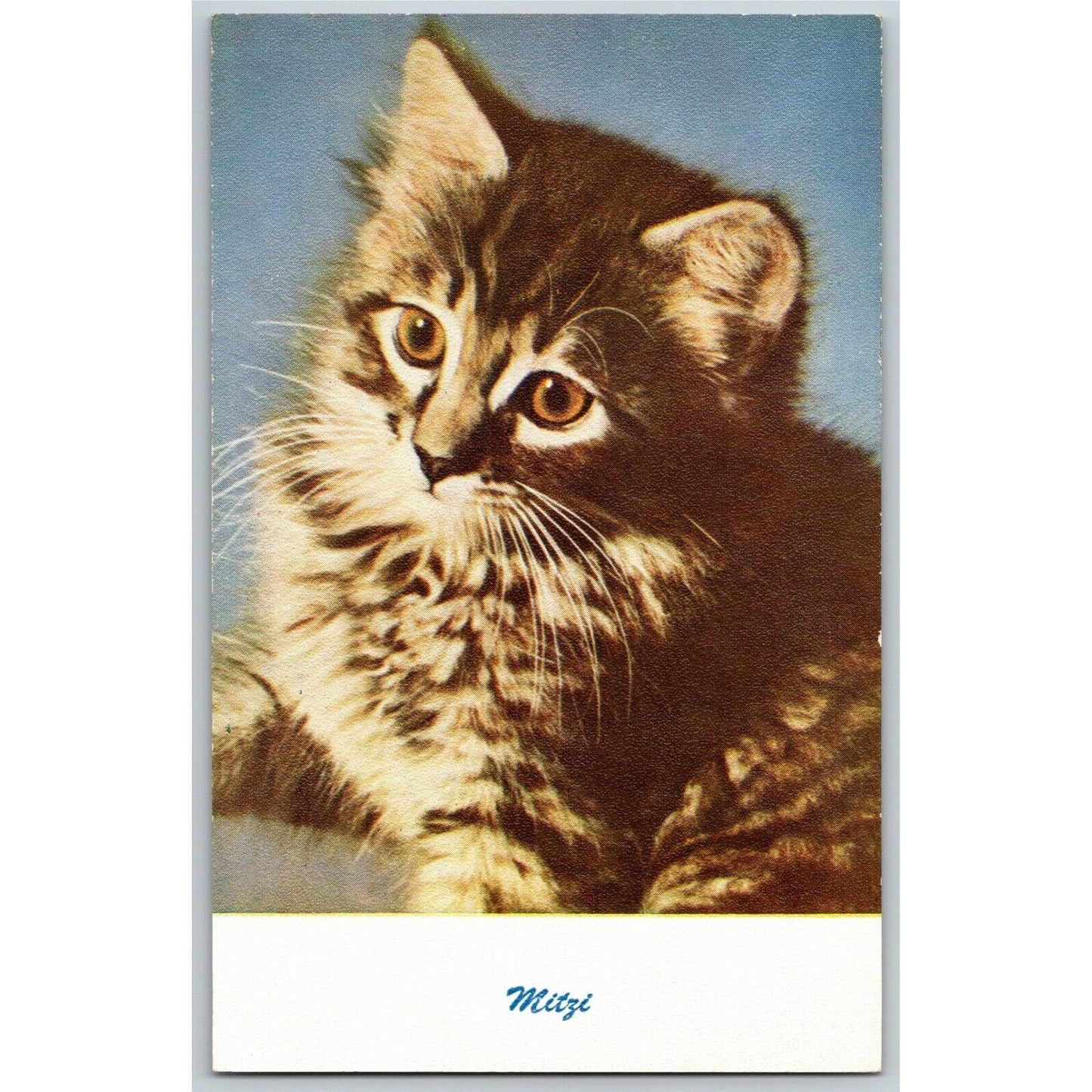 Vintage Mitzi Cat Kitten Postcard Standard Arts Unposted c1950's - VGC