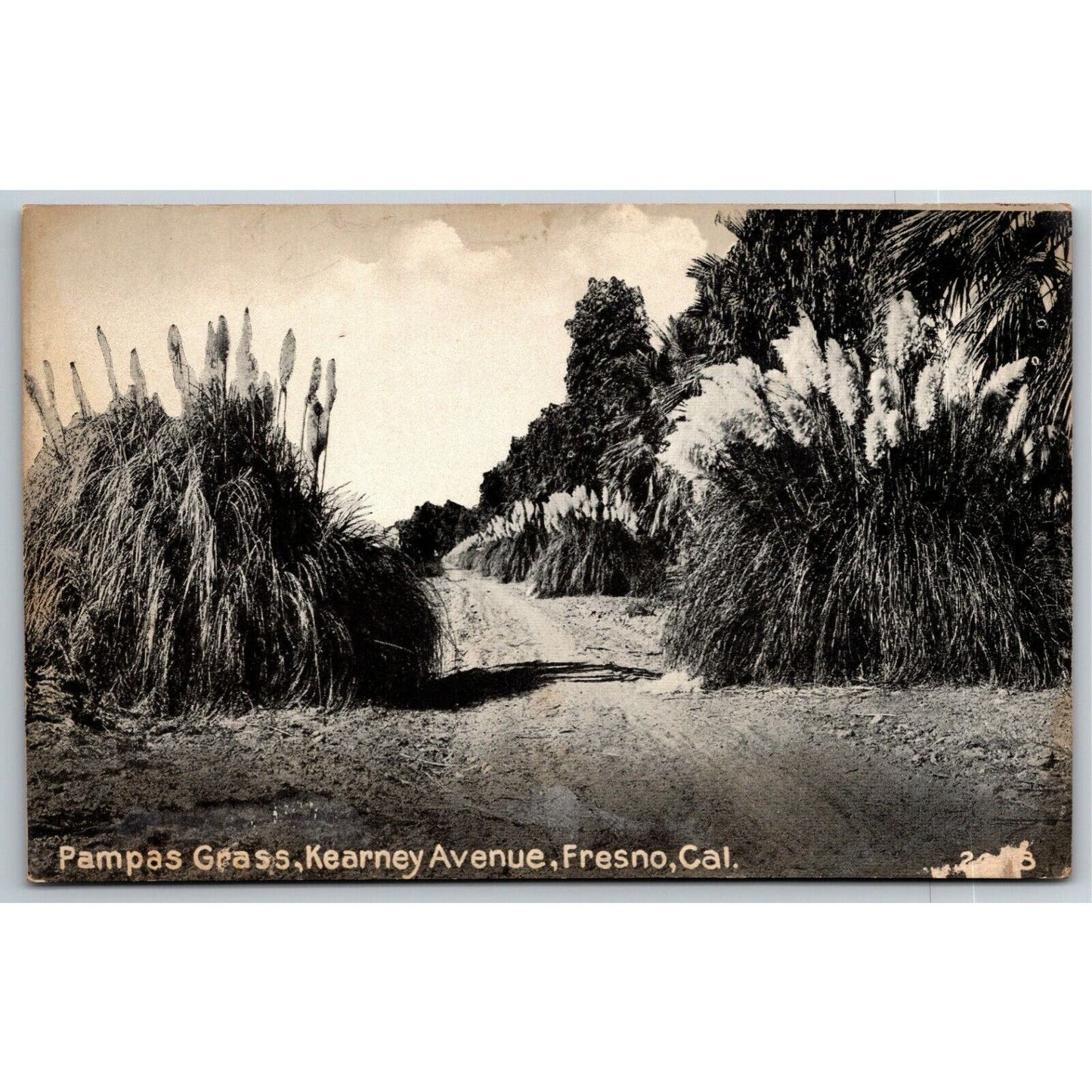 Vintage PPC Postcard --- Pampas Grass, Kearney Ave, Fresno, Cal"
