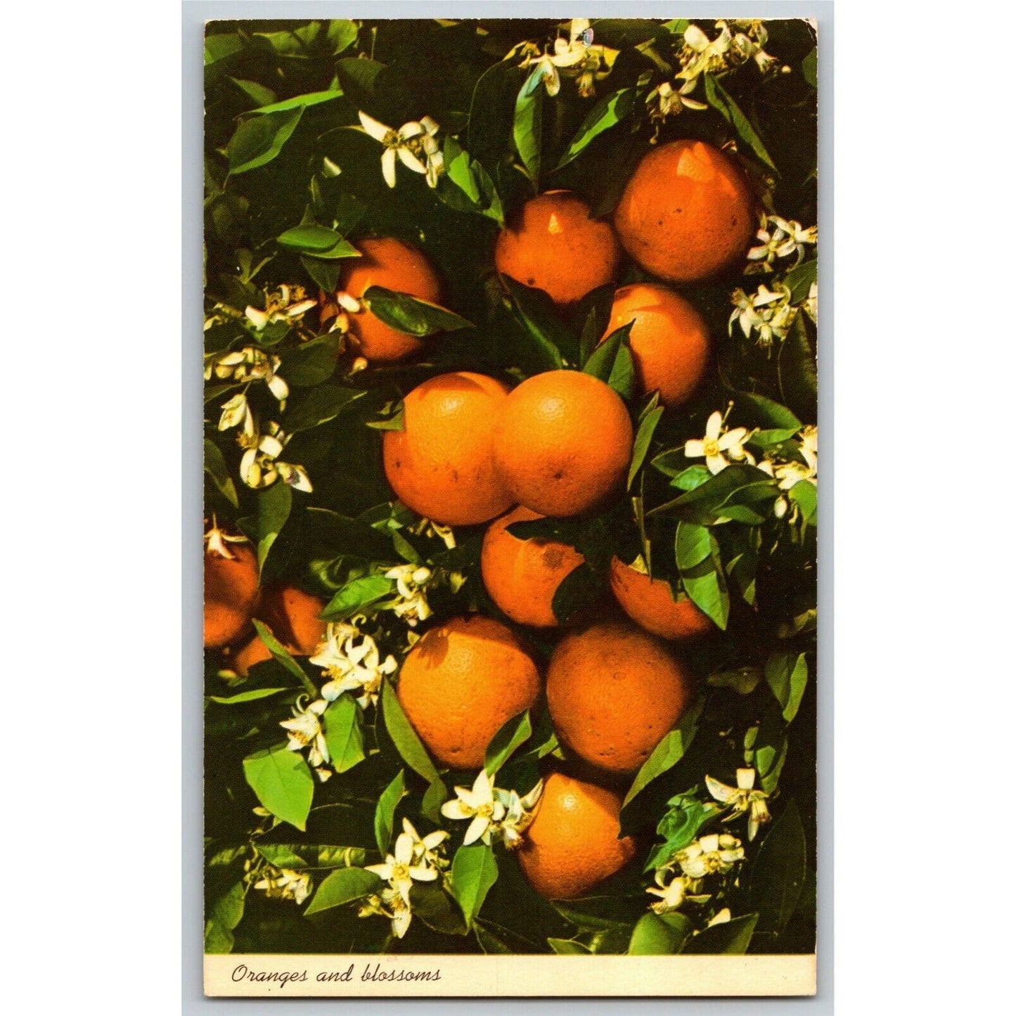 c1972 Vintage Fruit Postcard "Oranges and Blossoms in Tropical Florida"