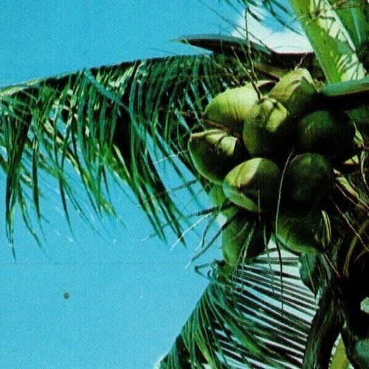 c1960 Vintage Fruit Postcard Coconuts Growing on Palm - Florida