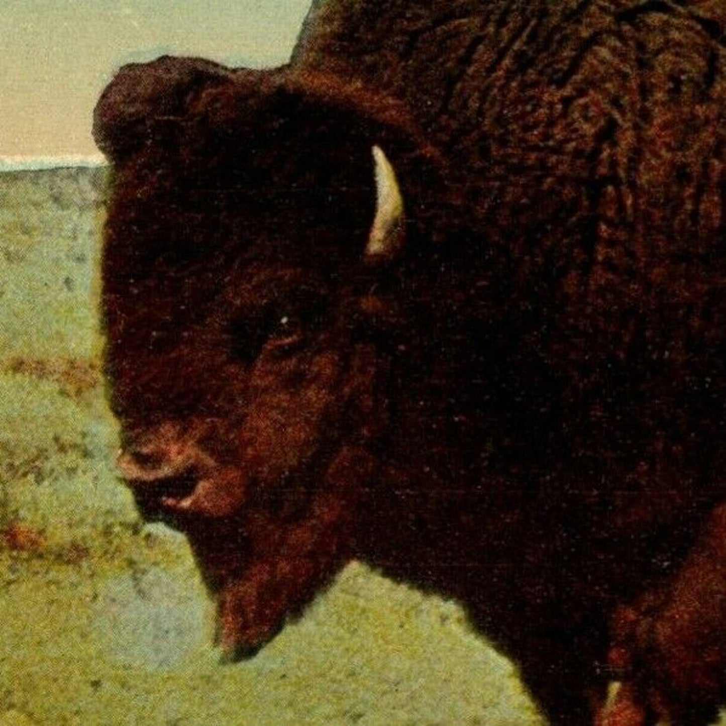 c1907-1915 Buffalo. Buffalo, NY Vintage Postcard NP