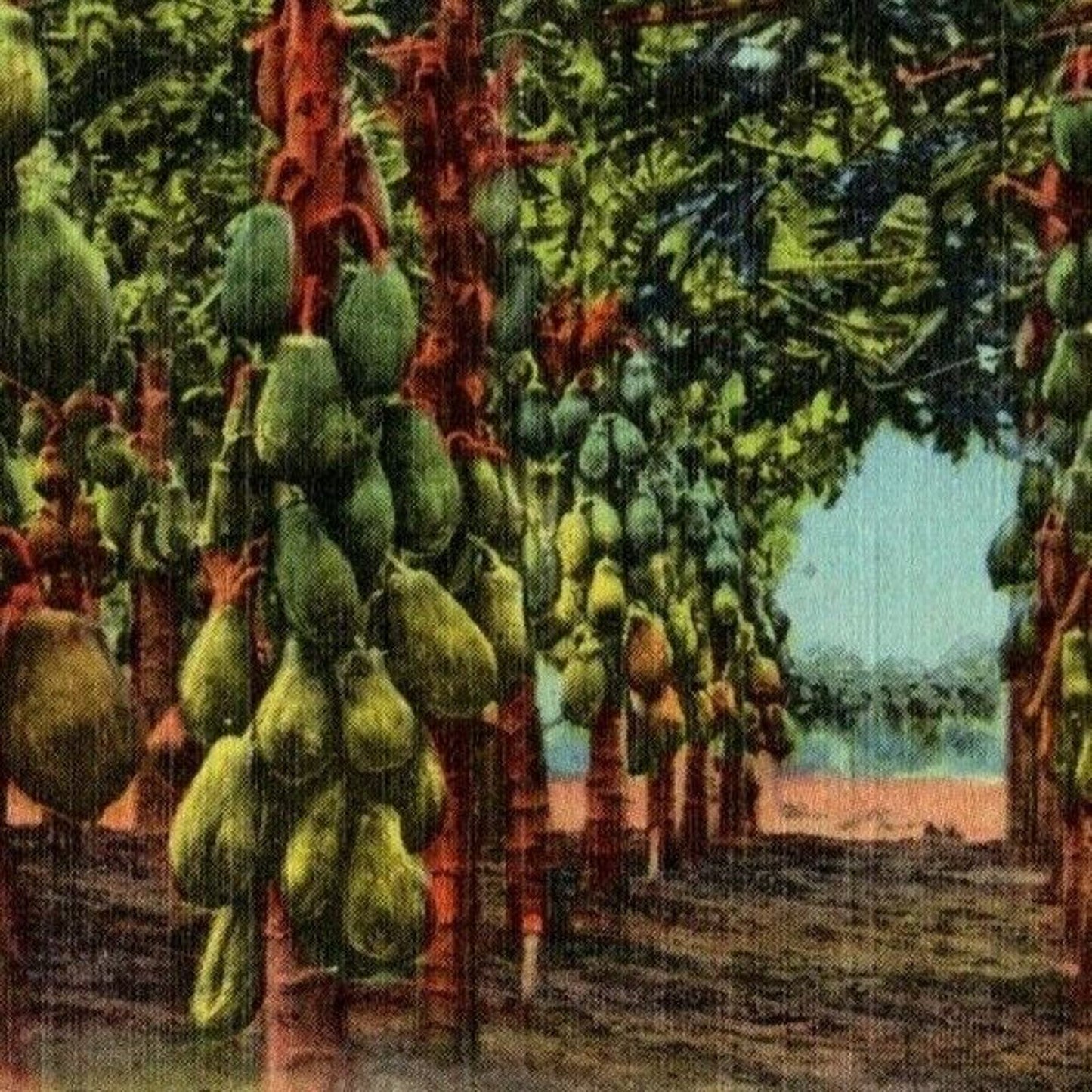 c1940's Vintage Linen Fruit Postcard Florida "A Papaya Plantation" VGC