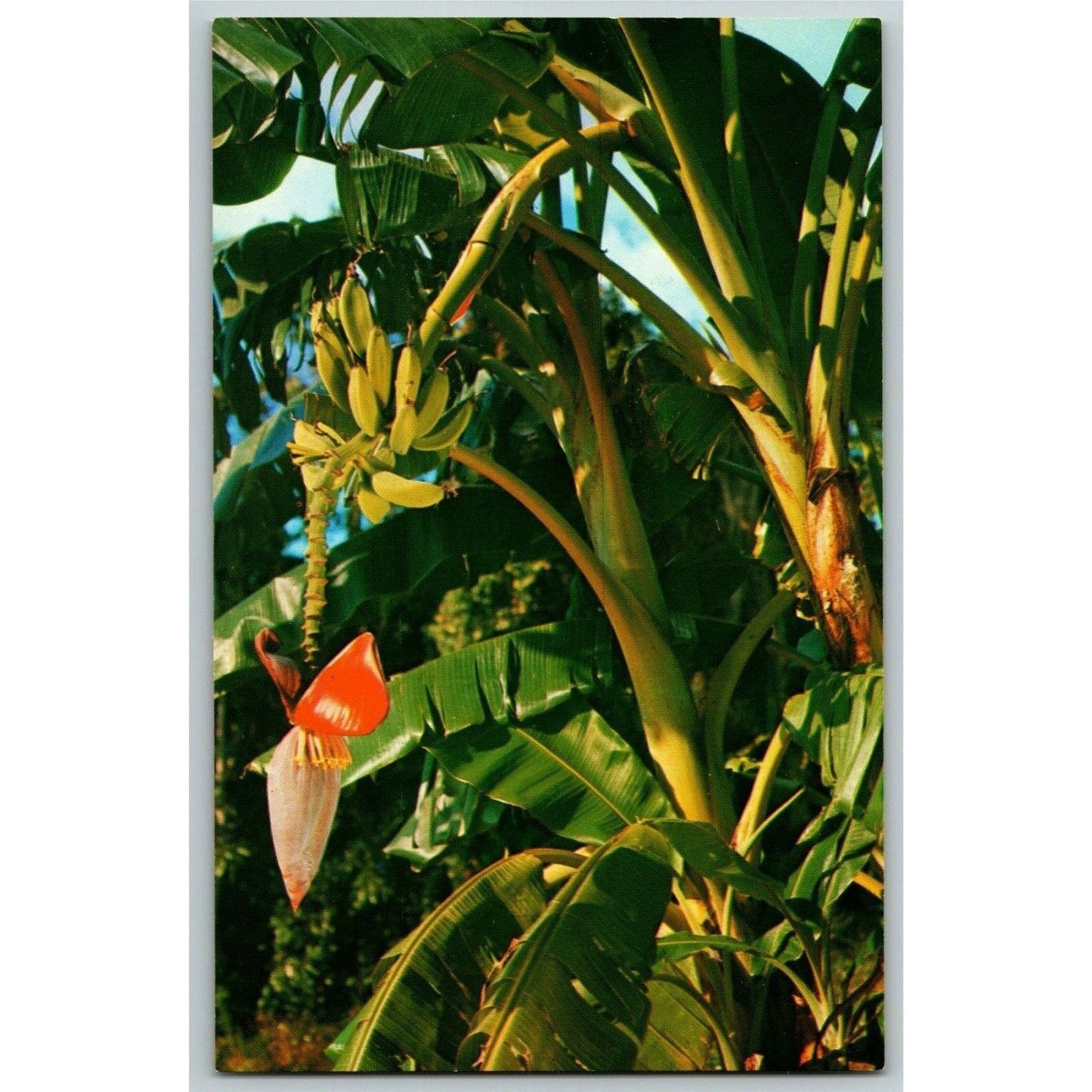 c1969 Vintage Postcard "Banana Tree Growing, Florida" Unposted VGC