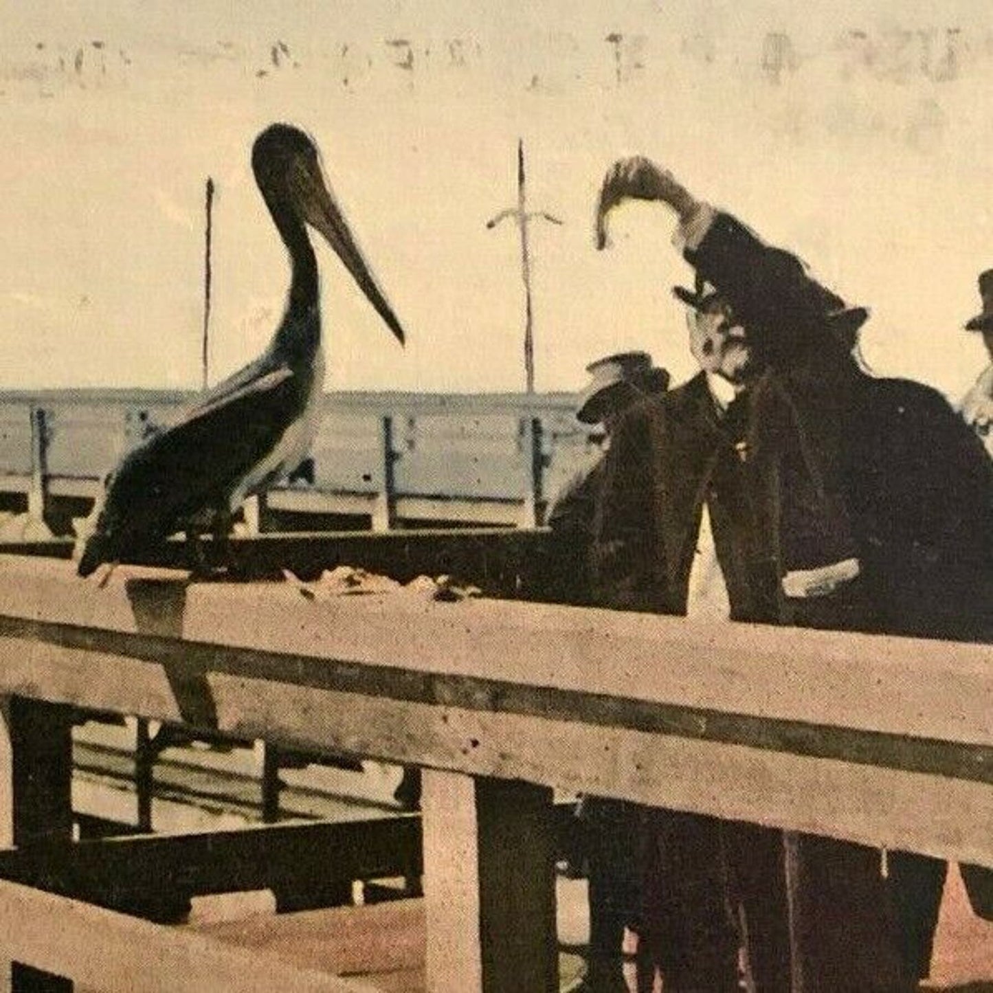 Vintage RPPC Postcard - First Call for Dinner (Pelican) Long Beach, California