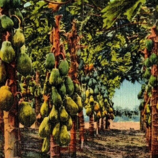 c1941's Vintage Linen Fruit Postcard Florida "A Papaya Plantation in" VGC