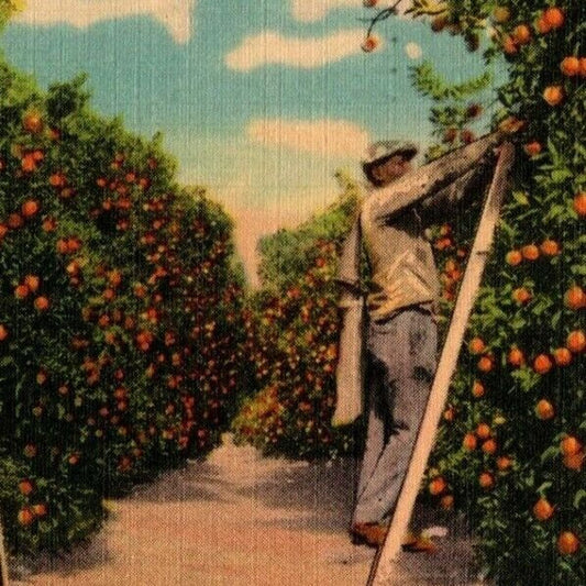 c1958 Vintage Linen Fruit Postcard Florida - "Orange Time" Hand Picking Ladder