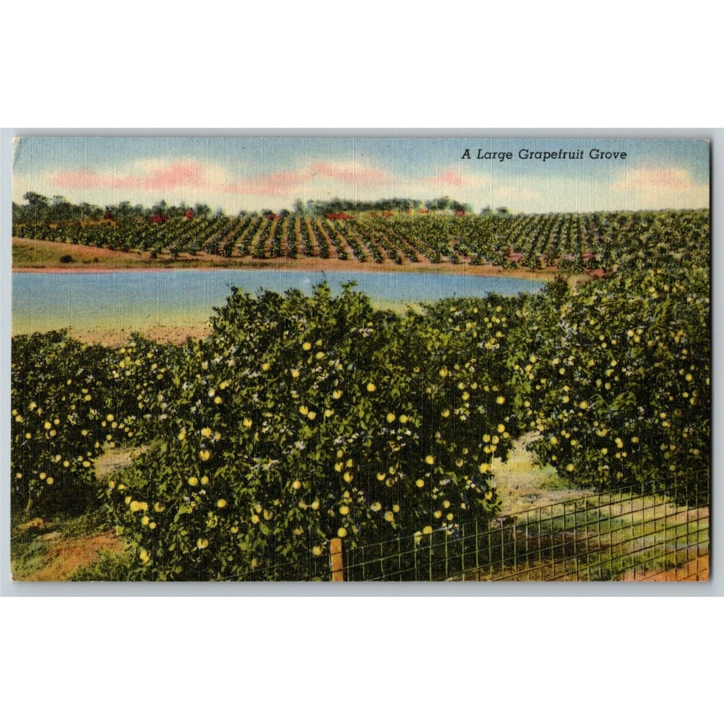 c1940's Vintage Linen Fruit Postcard Florida "A Large Grapefruit Grove" -- VGC
