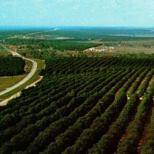 c1960's-70's Vintage Postcard Florida's Orange Groves - Citrus Tower View VGC