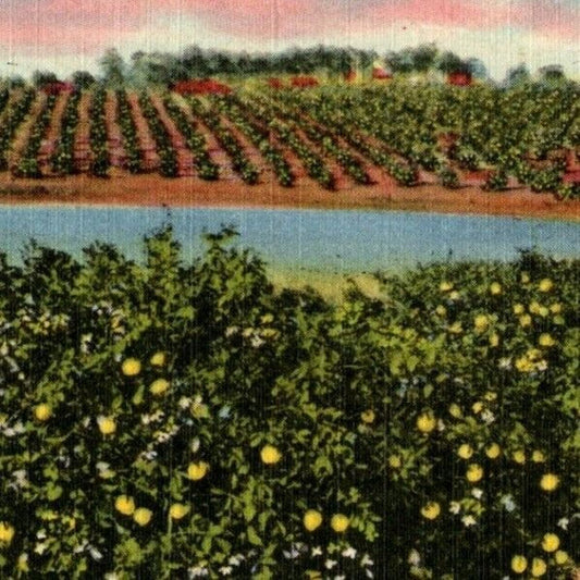 c1940's Vintage Linen Fruit Postcard Florida "A Large Grapefruit Grove" VGC