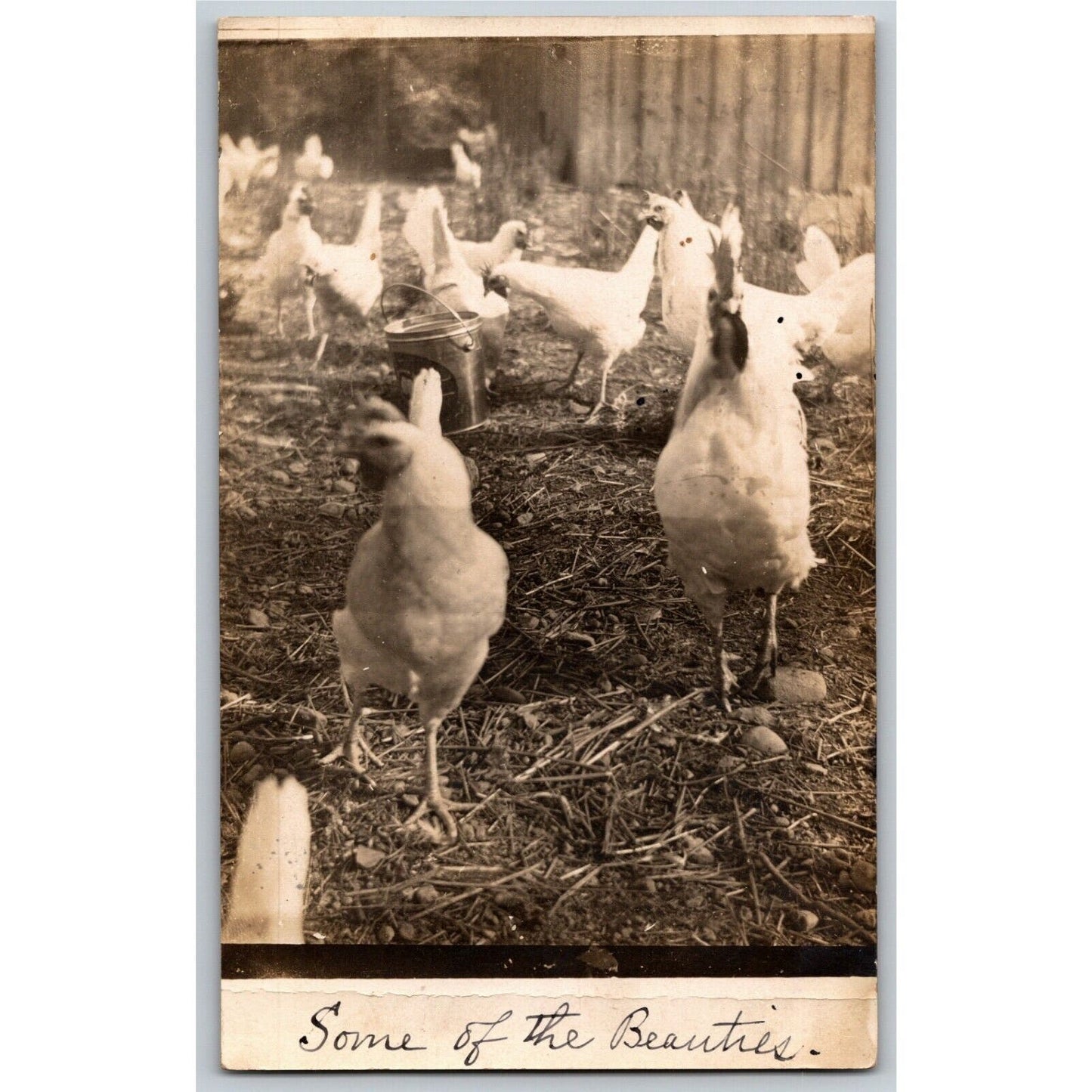 Vintage PPC c1909 Postcard - Chickens Feeding on Farm