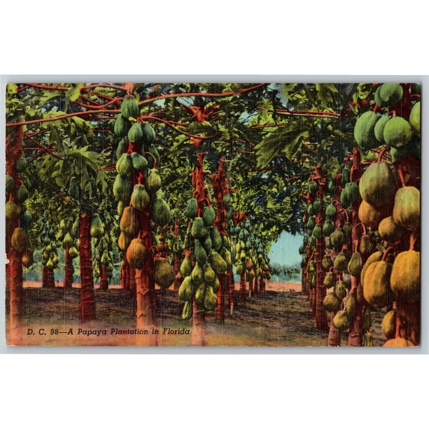 c1940's Vintage Linen Fruit Postcard Florida "A Papaya Plantation" VGC