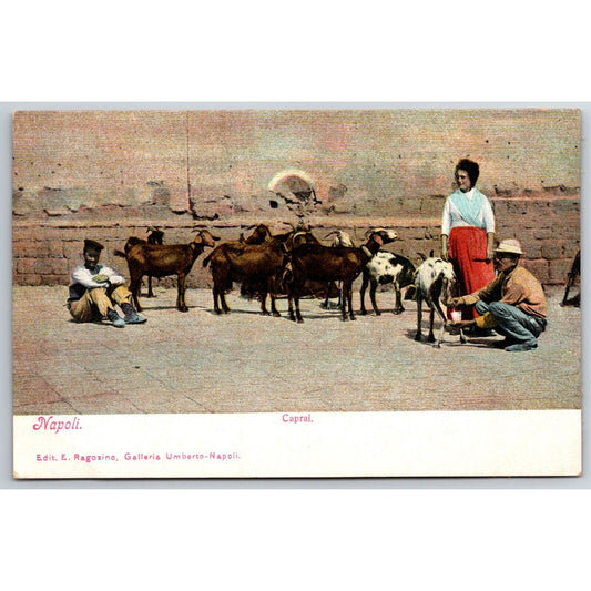 Naples Goat / Livestock Heard Along City Wall Postcard c1901-1907 NP