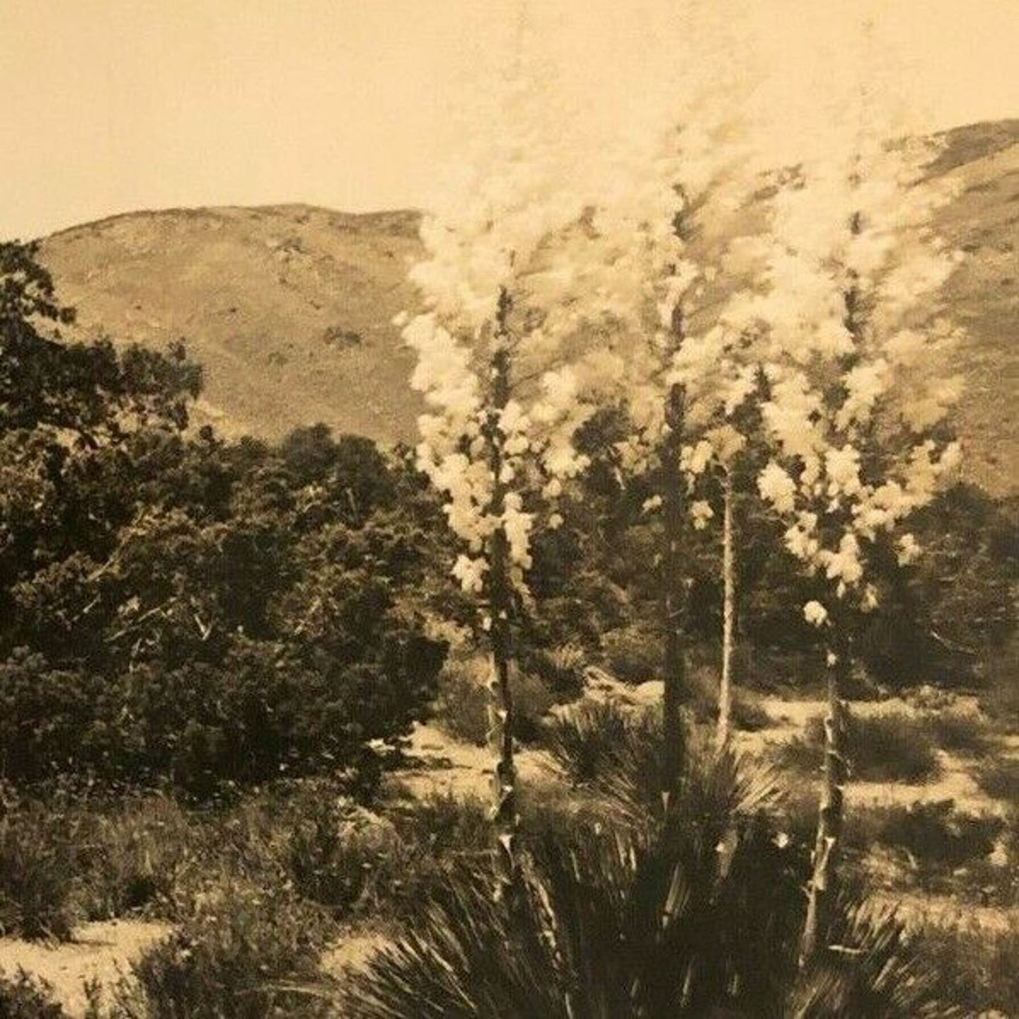 Vintage RPPC Postcard - Desert Yucca Blossoms So. California