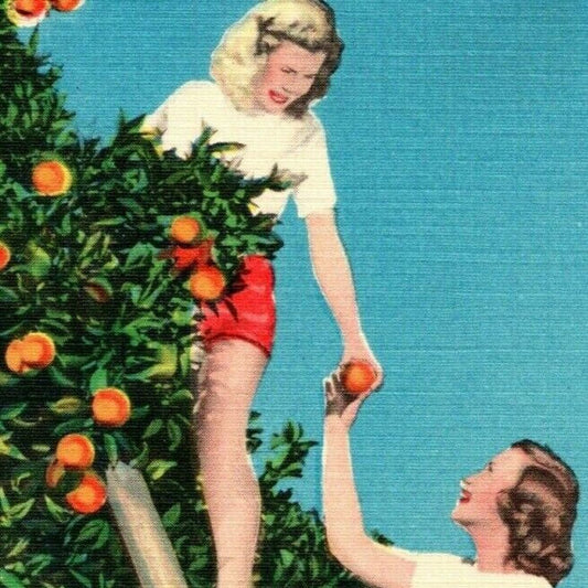 c1940's Vintage Linen Fruit Postcard Florida Women on Ladder Picking Oranges VGC