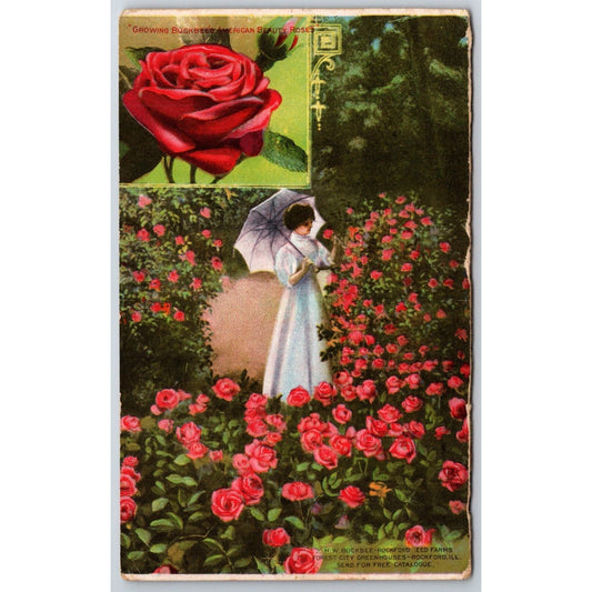 Buckbee's American Beauty Roses Rockford Advertising Trade Card c1911