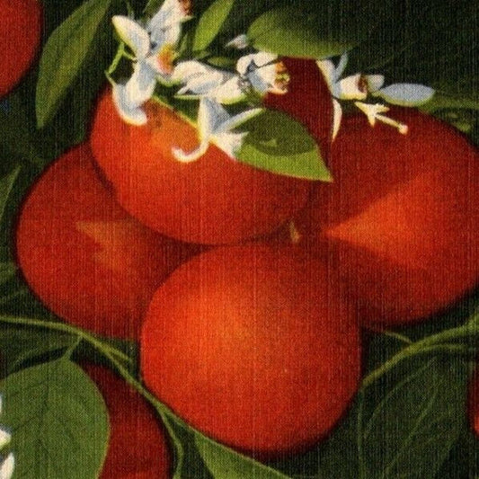 c1940's Vintage Linen Fruit Postcard Florida "Orange Blossom Time" Cypress