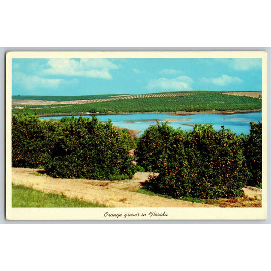 c1960's Vintage Postcard Fruit "Orange Groves in Florida" Near Lake - NP VGC
