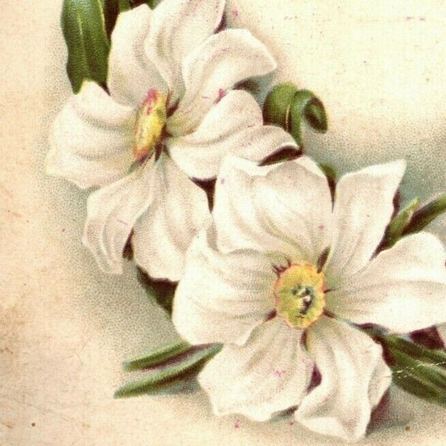 C. D. Kenny, Tea Dealer and Coffee Roaster Baltimore Large Victorian Trade Card