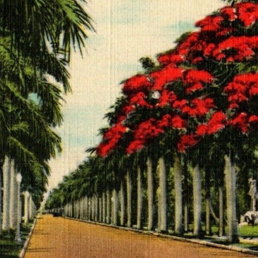 c1949 Vintage Linen Postcard Florida "Royal Poinciana Tree Amidst Royal Palms"