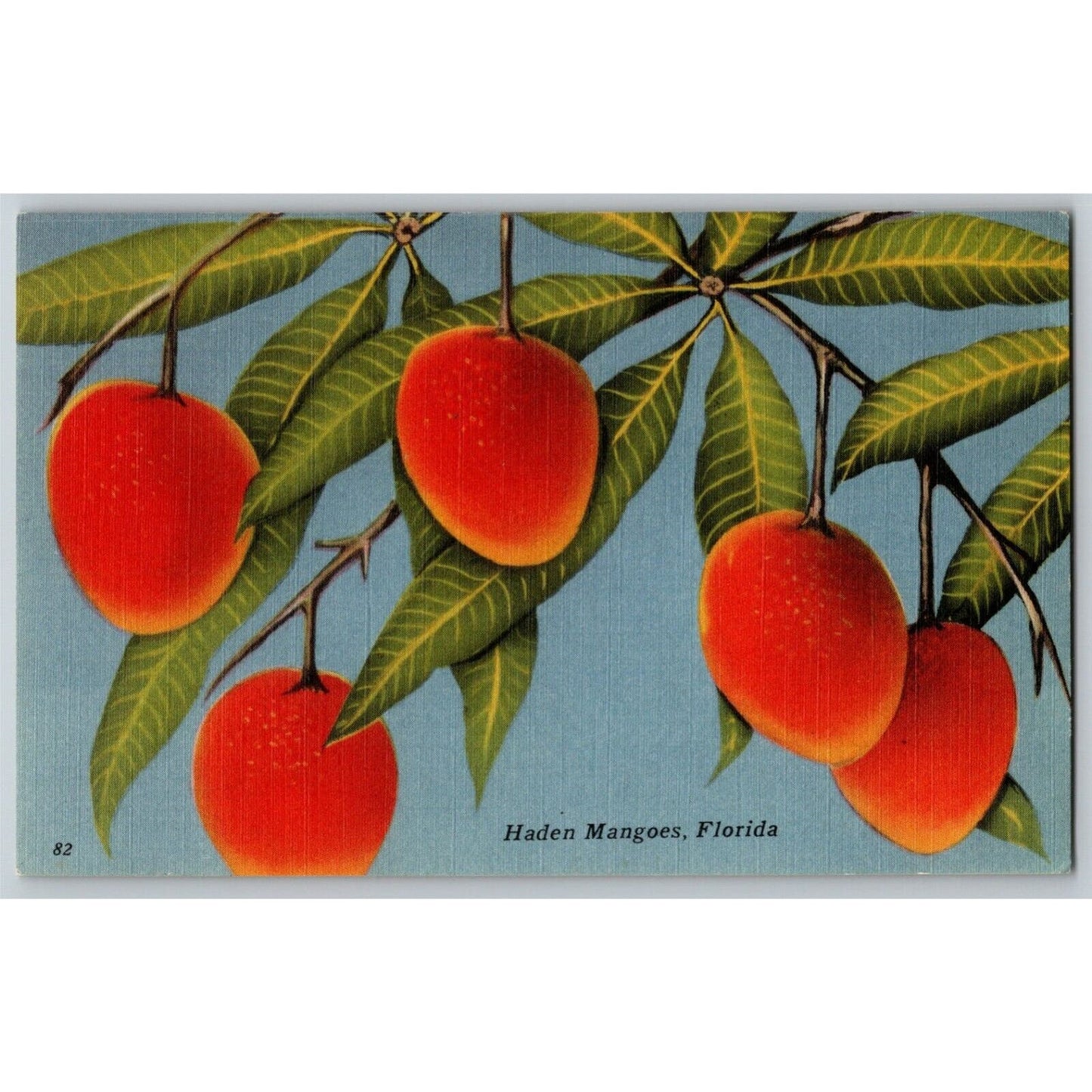 c1940's Vintage Linen Fruit Postcard Florida - "Haden Mangoes" Tree VGC