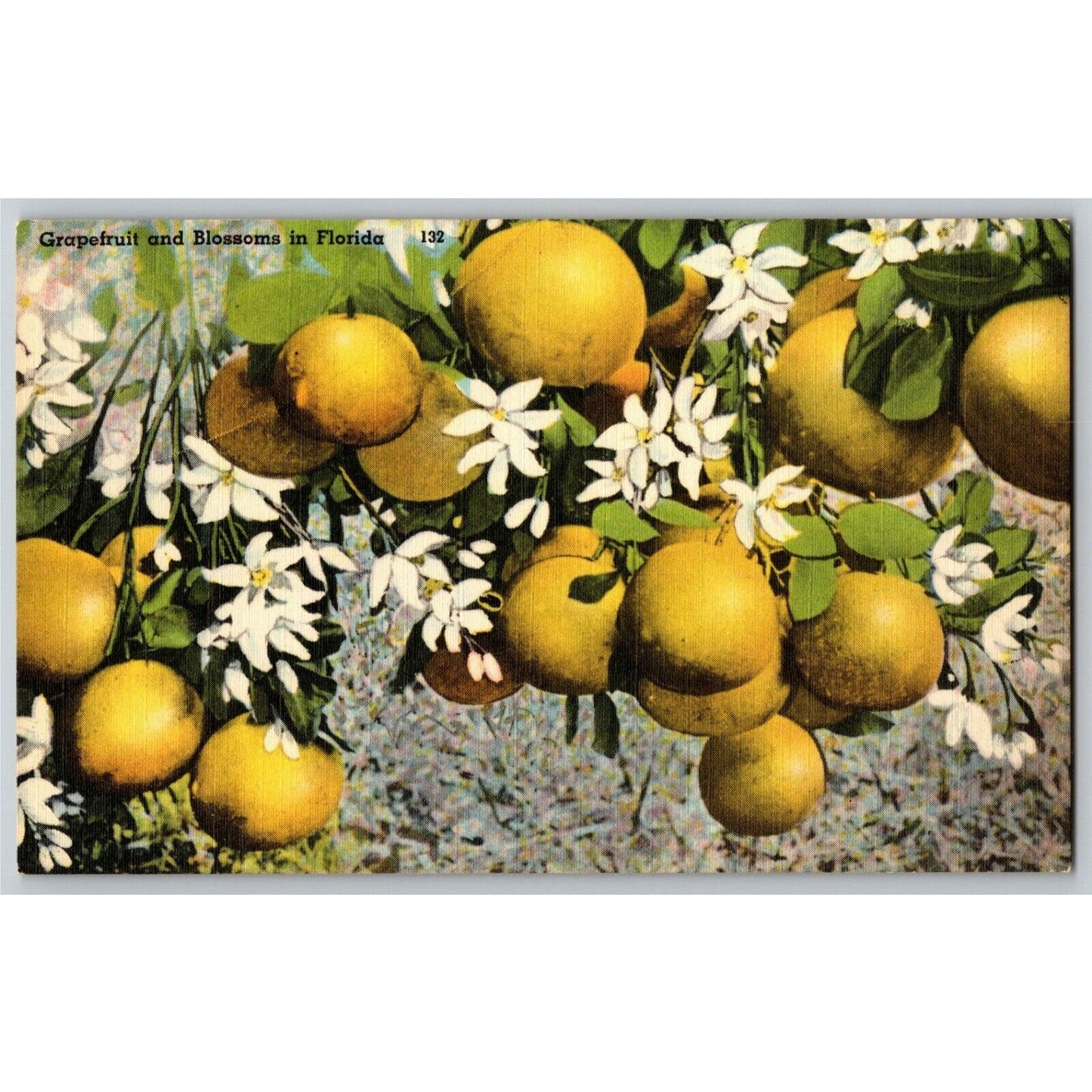 c1940's Vintage Linen Fruit Postcard Florida "Grapefruits and Blossoms" VGC