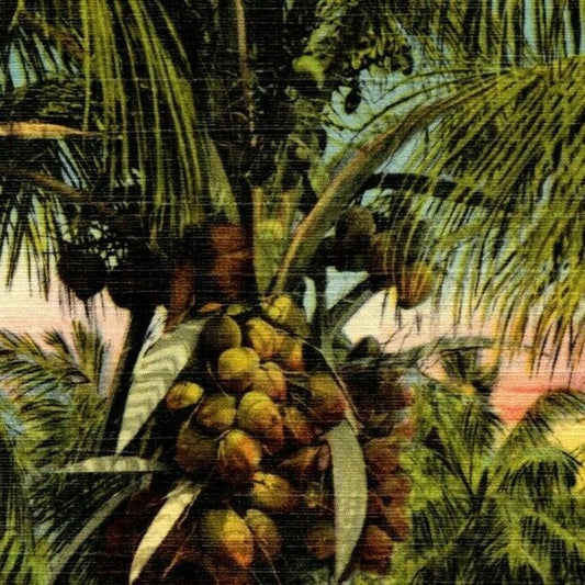 c1940's Vintage Linen Fruit Postcard "A Coconut Palm - Florida" Unposted - VGC