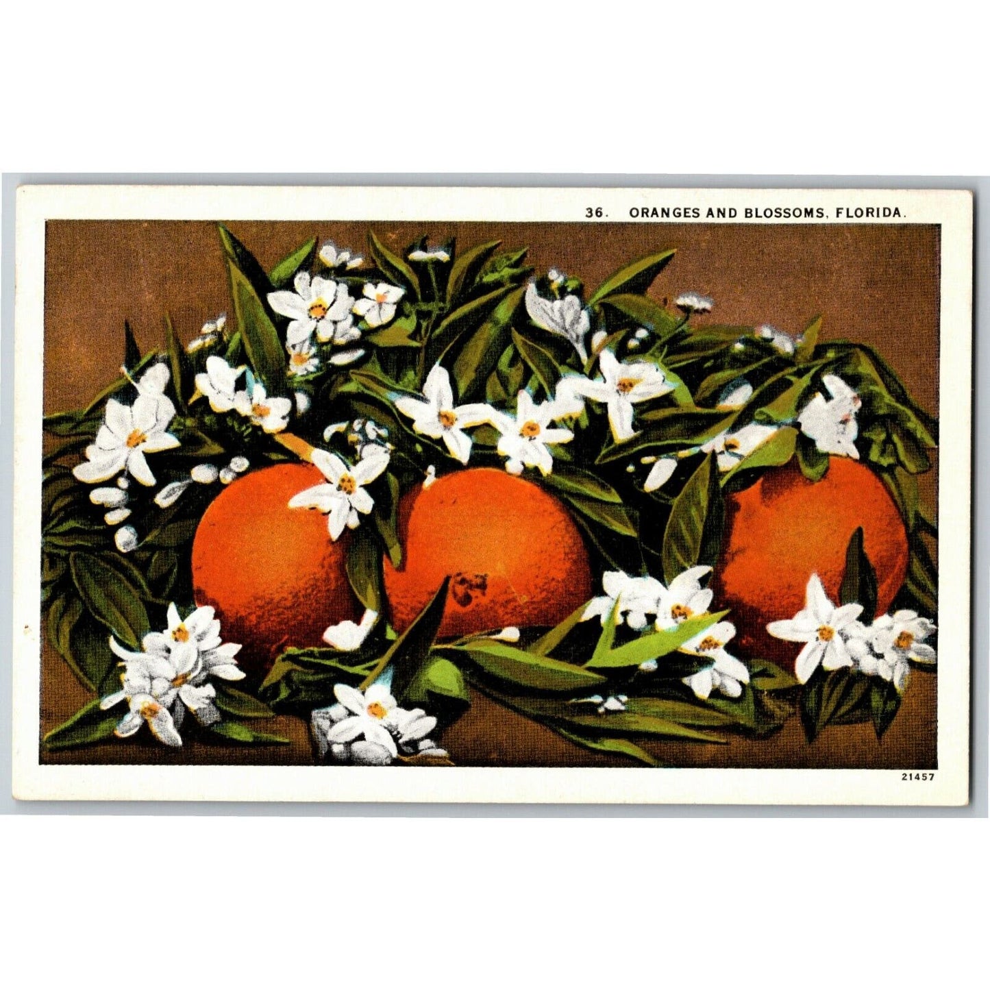 c1950's-60's Vintage Fruit Postcard "Orange and Blossoms Florida" Unposted - VGC