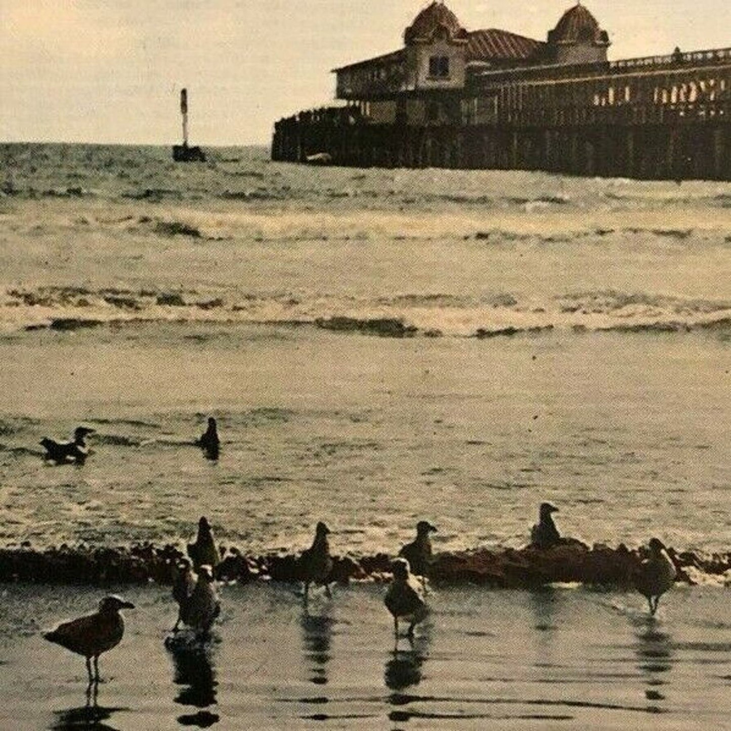 Vintage Linen Postcard - Sea Gulls at Long Beach, California