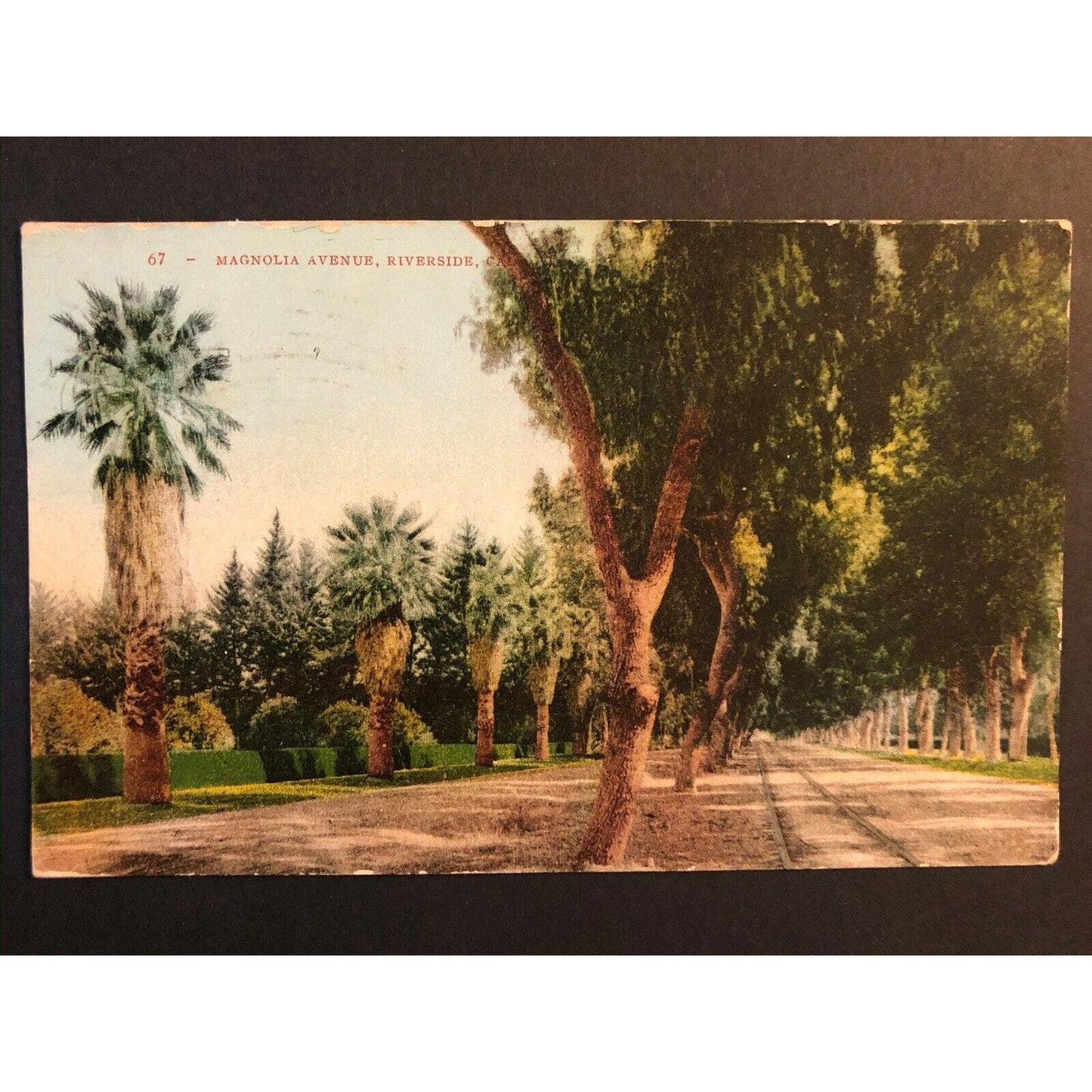 Vintage Postcard - Magnolia Avenue Riverside, California