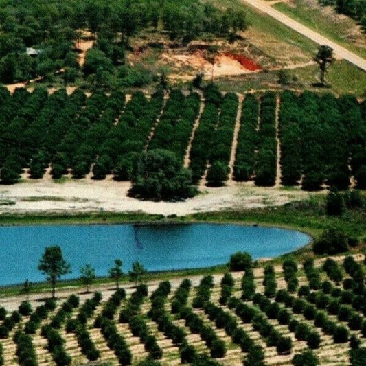 c1960's-70's Vintage Postcard Florida's Orange Groves - Citrus Tower View VGC