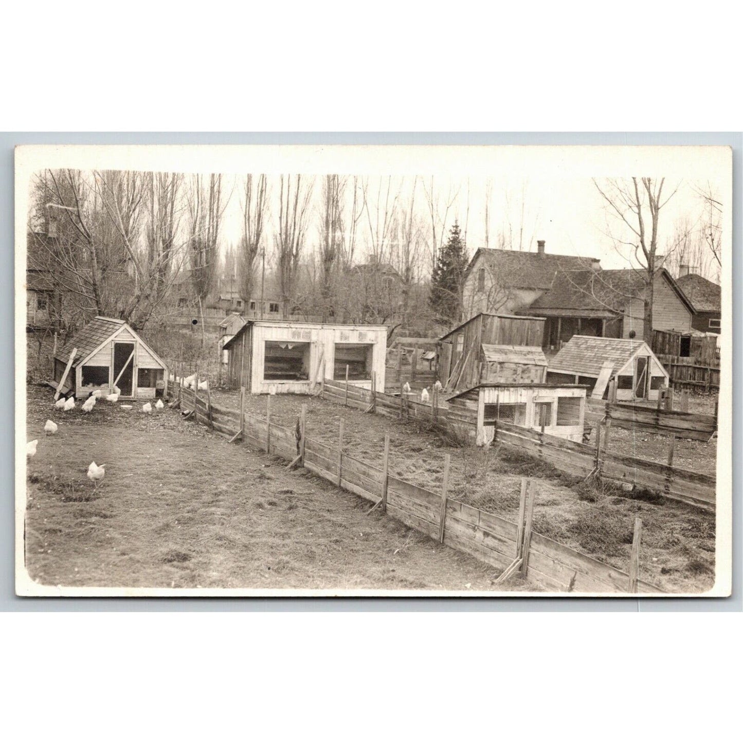 Vintage c1910 PPC Postcard - Chicken Coops on Farm - Chicks Rooster