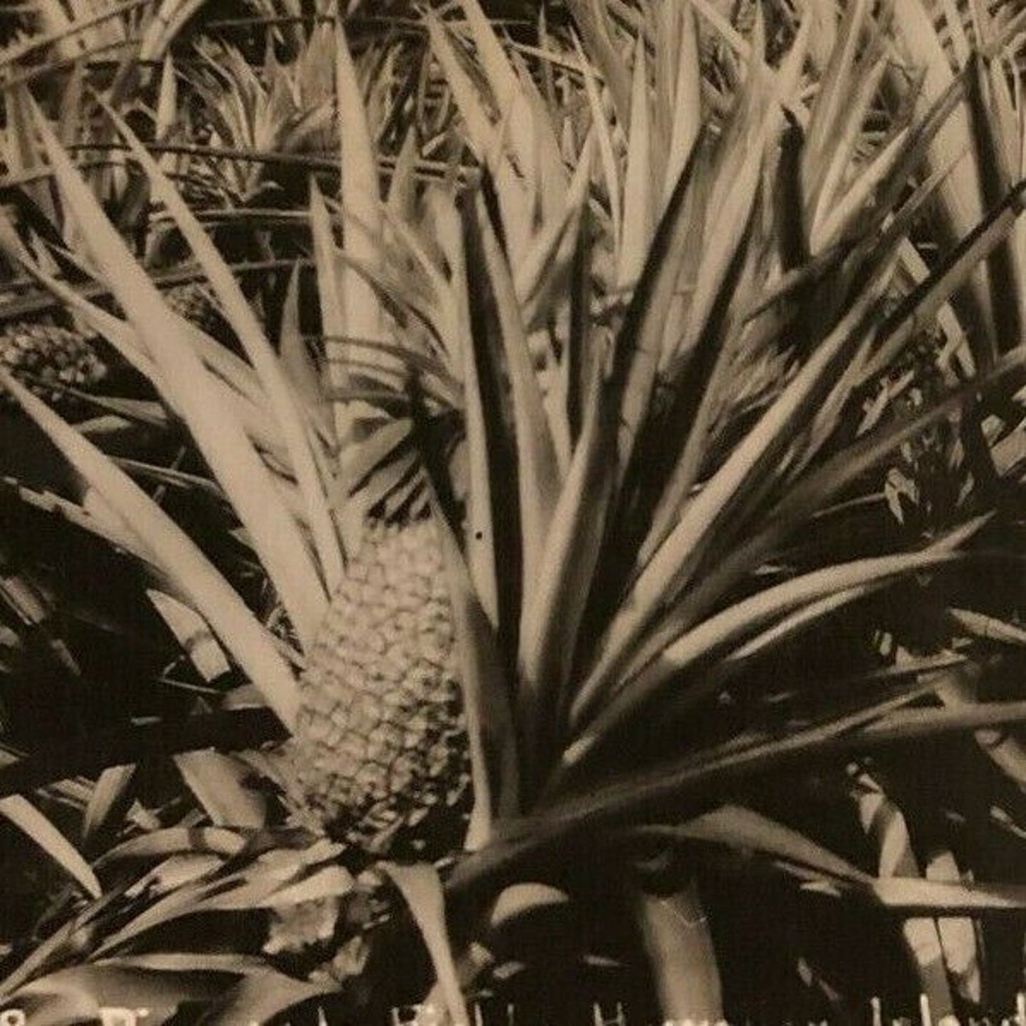 Vintage RPPC Postcard - Pineapple Field - Hawaiian Island