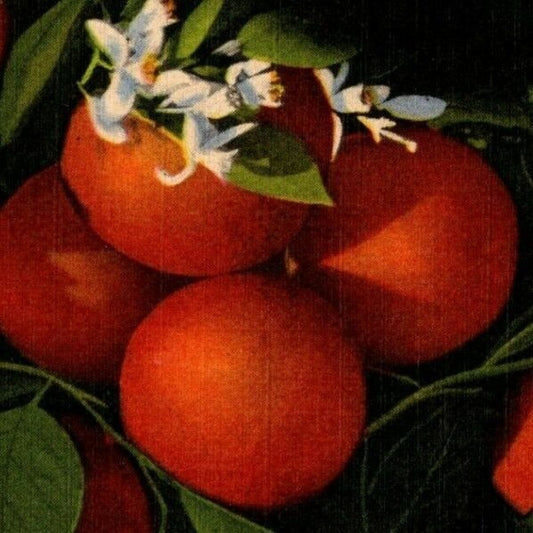 c1951 Vintage Linen Fruit Postcard Florida "Orange Blossom Time" VGC