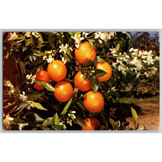 c1950's-60's Vintage Fruit Postcard "Orange and Blossoms Florida" Unposted - VGC