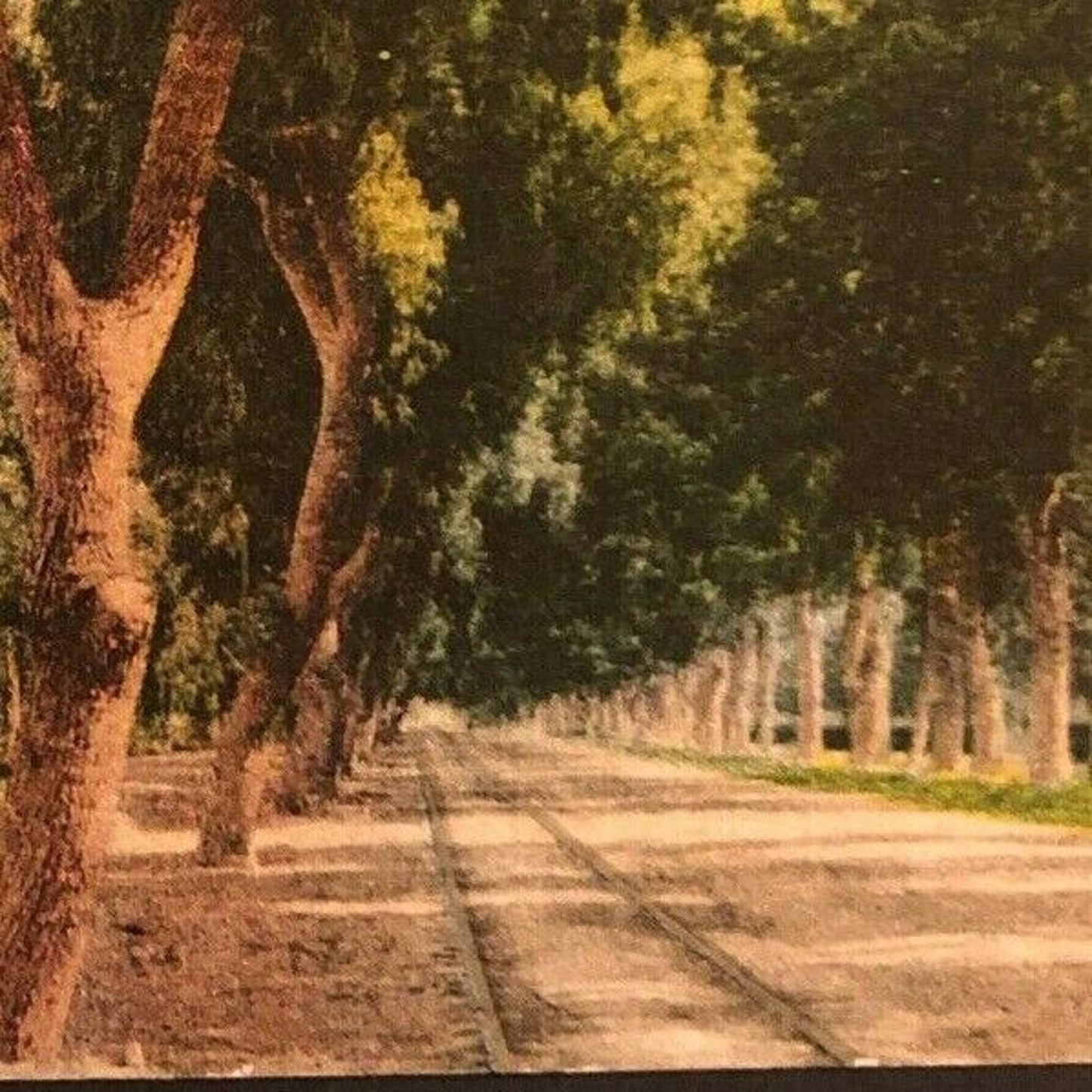 Vintage Postcard - Magnolia Avenue Riverside, California