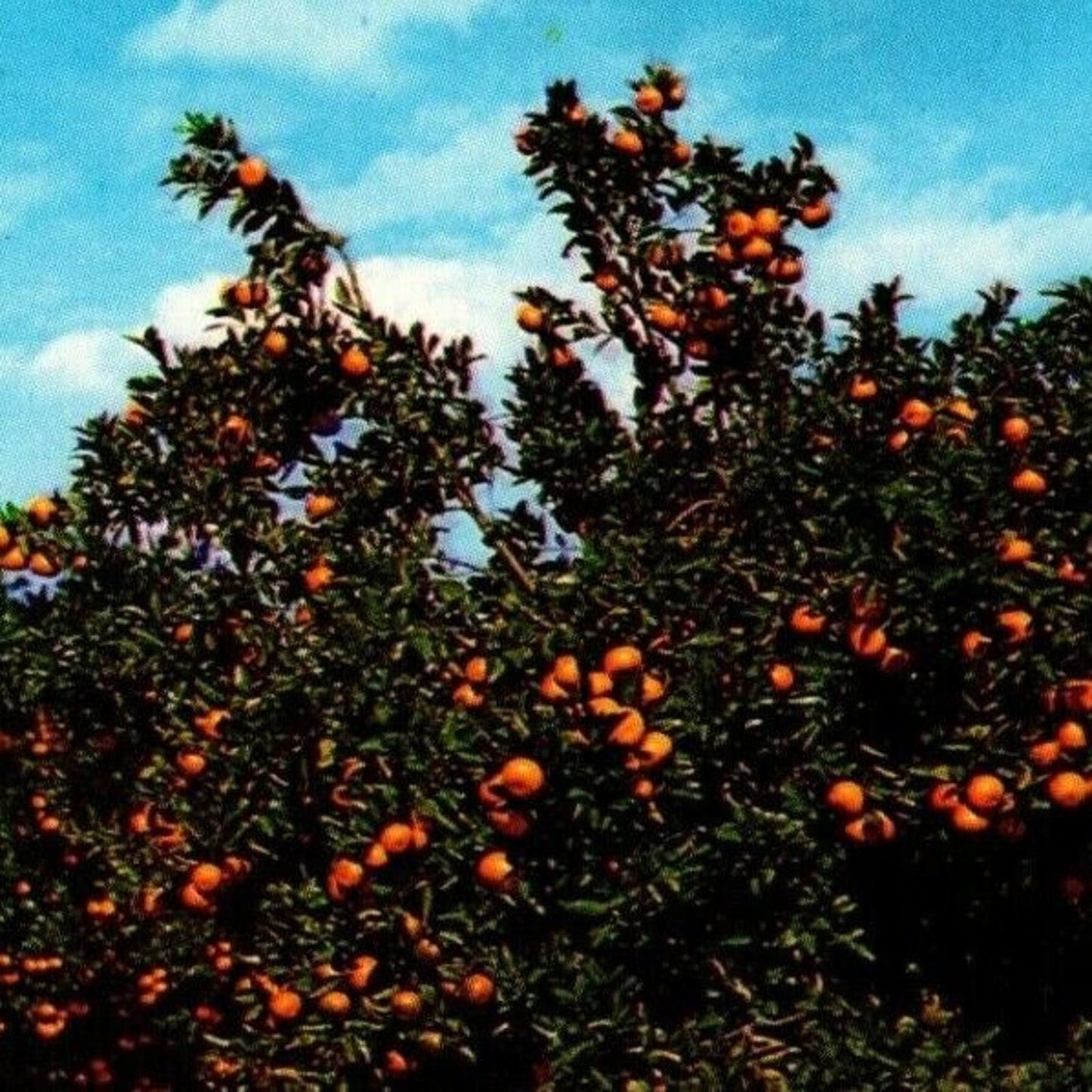 c1982 Vintage Postcard "Beautiful Orange Groves in Central Florida" VGC