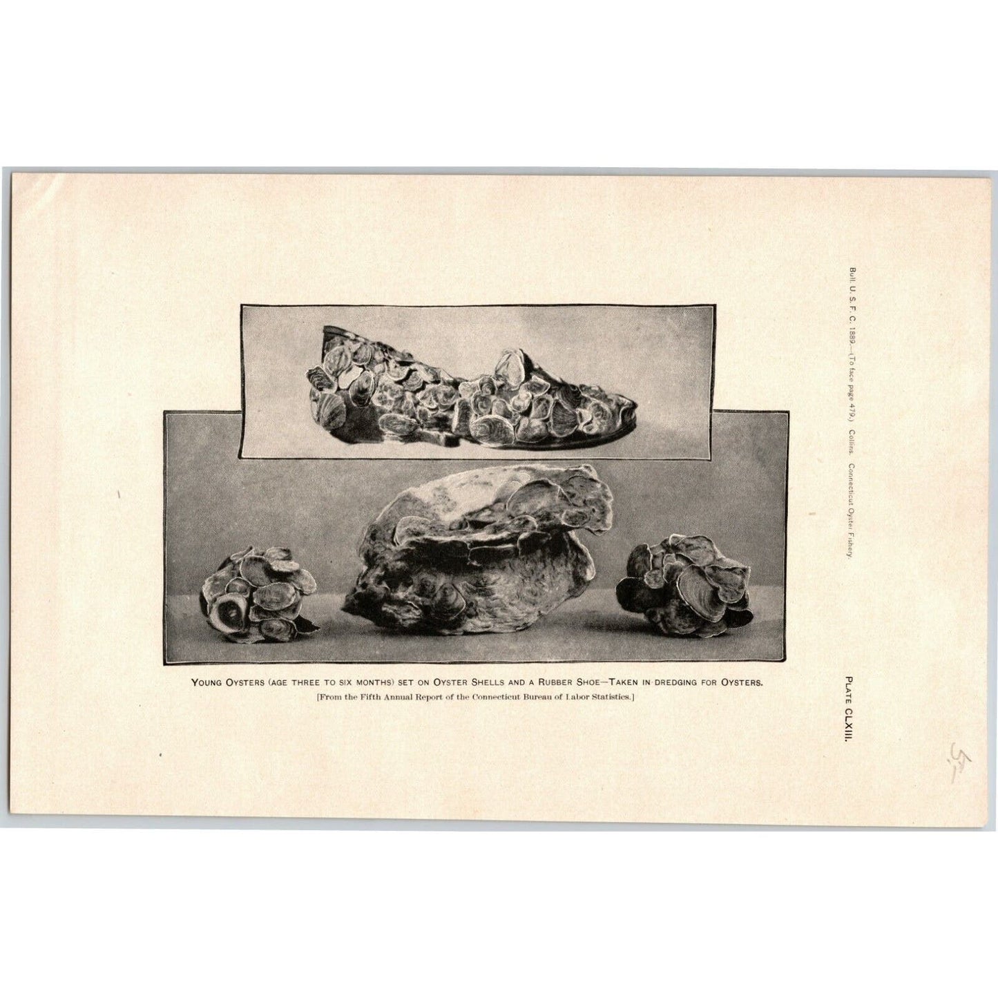 5 1883 U.S. Fish Commission Report Plates 7" x 10.5" Connecticut Oyster Fishery
